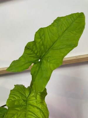 syngonium steyermarkii