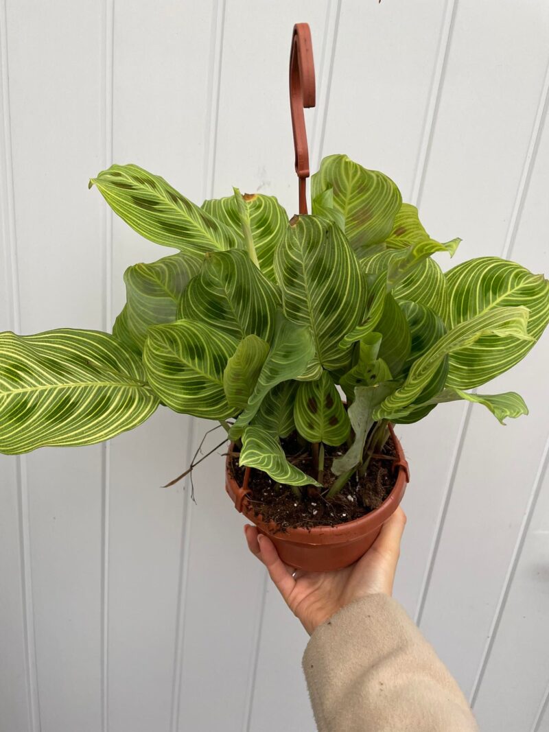 Maranta Light Veins