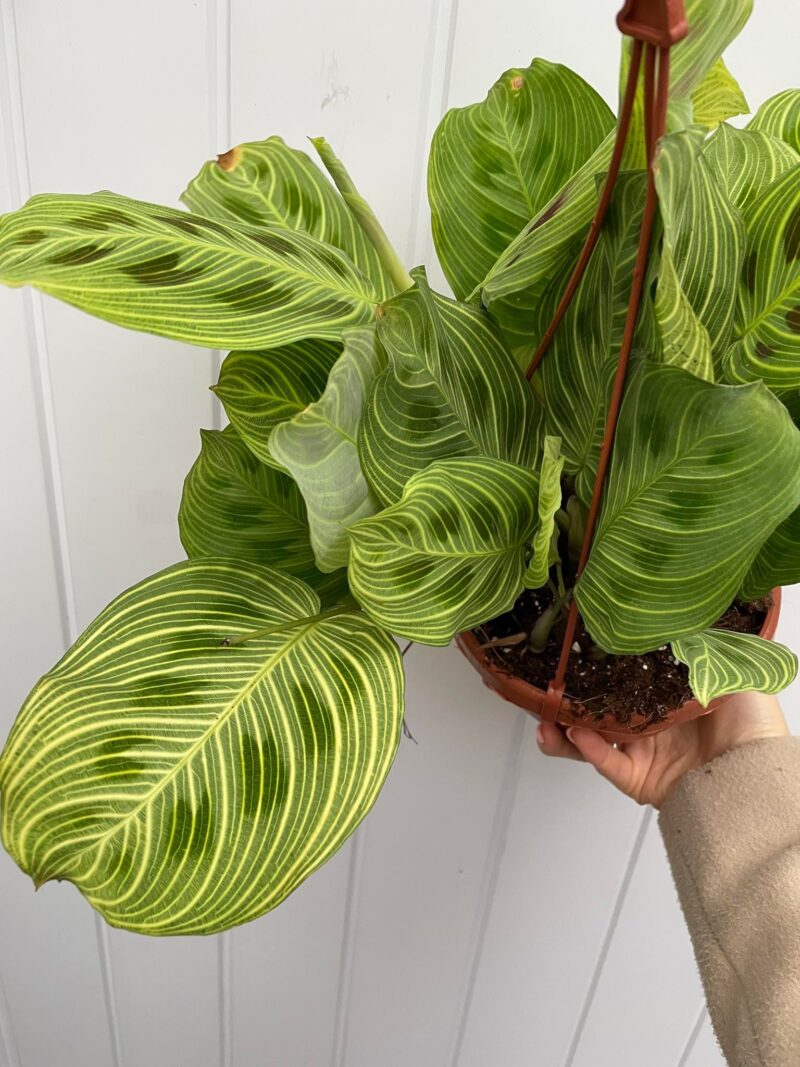 Maranta Light Veins Maranta Light Veins