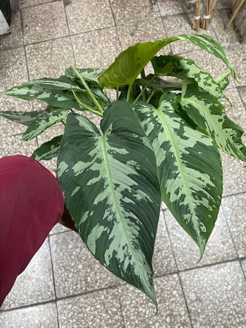 Schismatoglottis pusilla