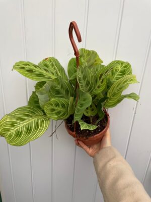 Maranta Light Veins