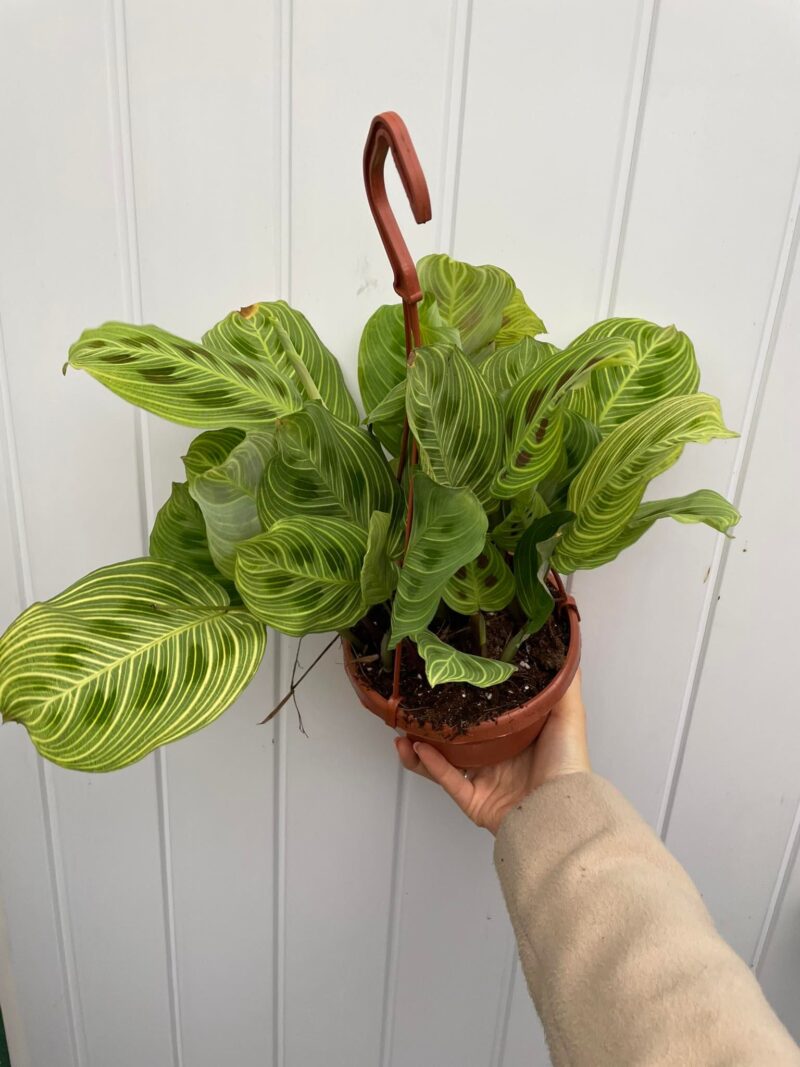 Maranta Light Veins