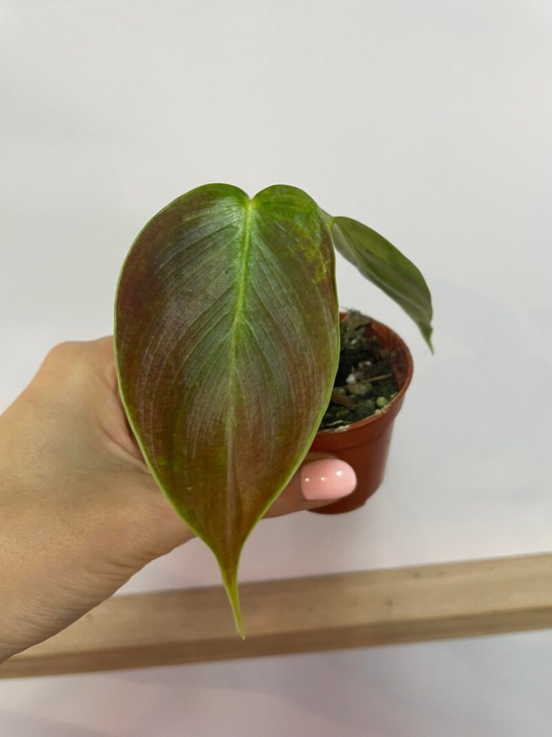 Philodendron Esmeraldense