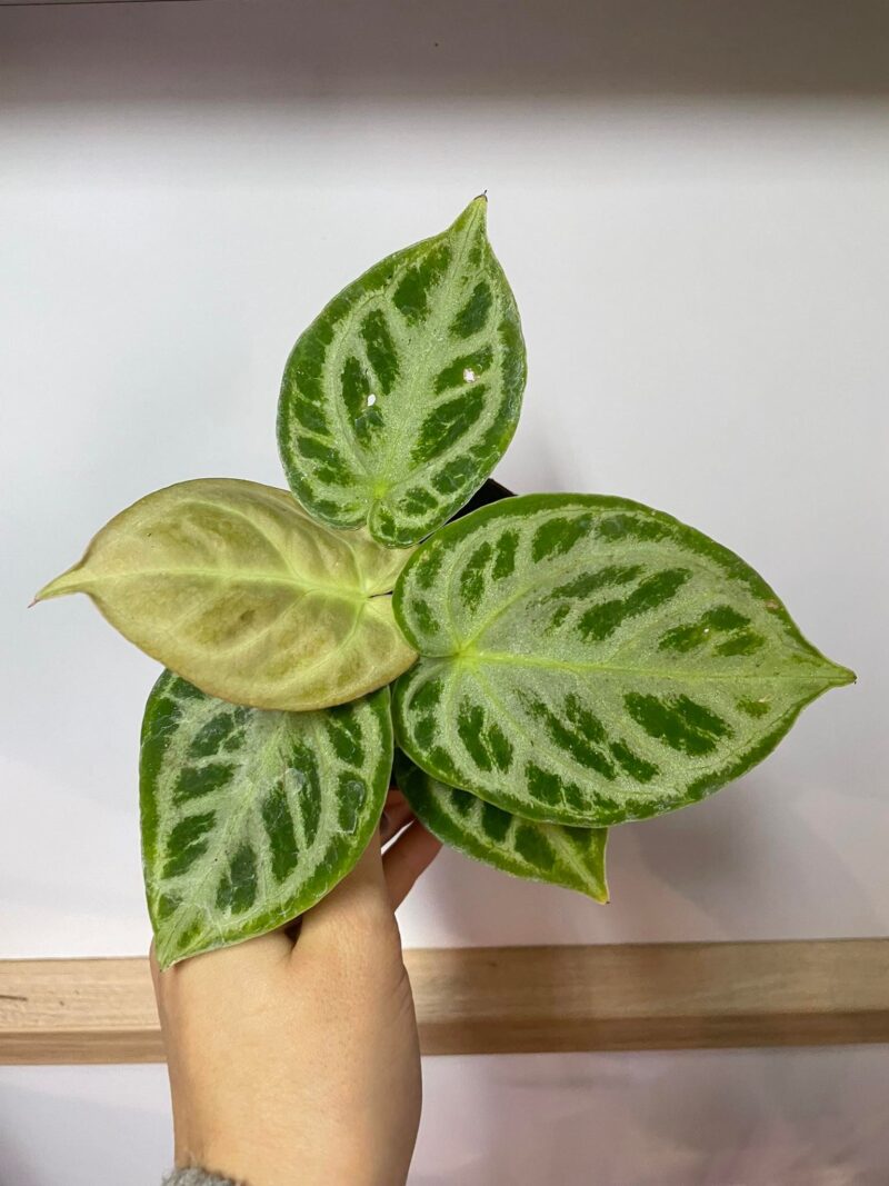 Anthurium Dorayaki x Silverblush