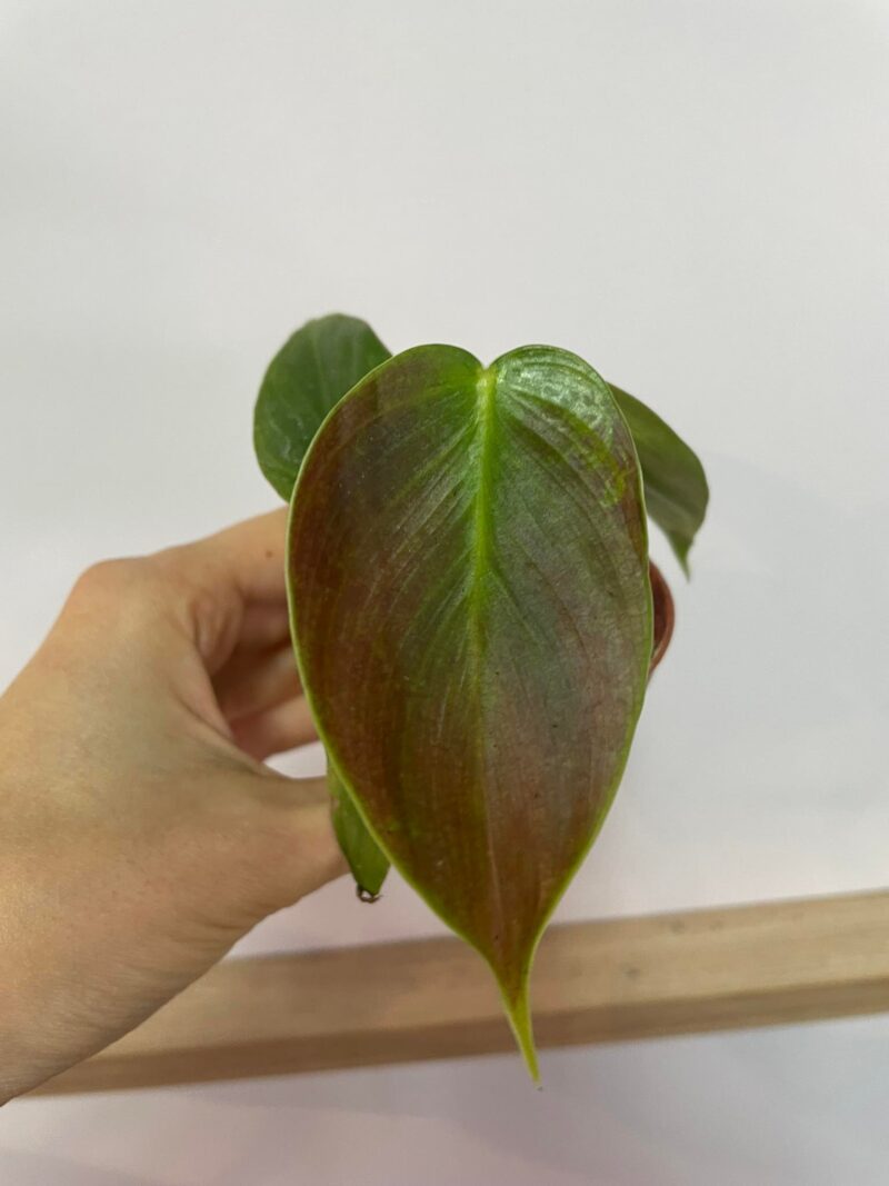 Philodendron Esmeraldense