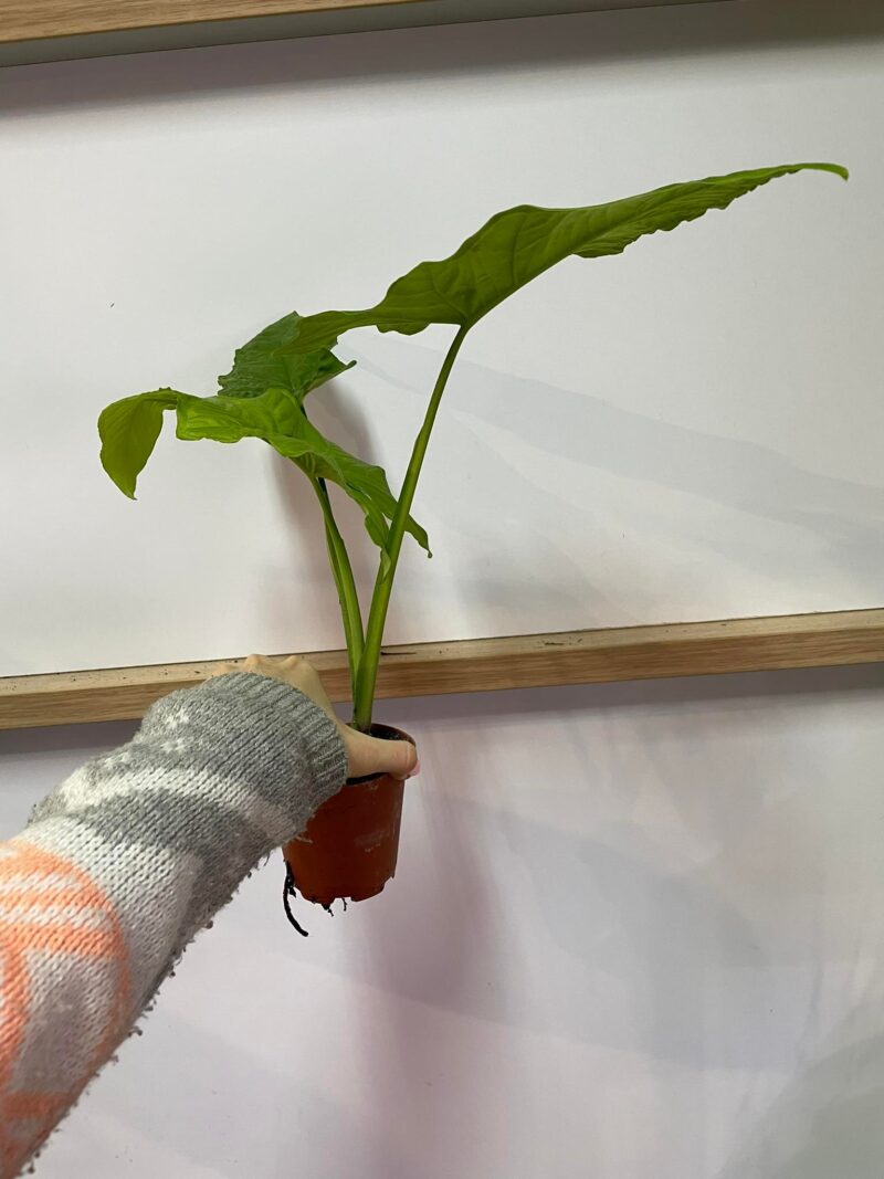 syngonium steyermarkii