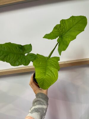 syngonium steyermarkii