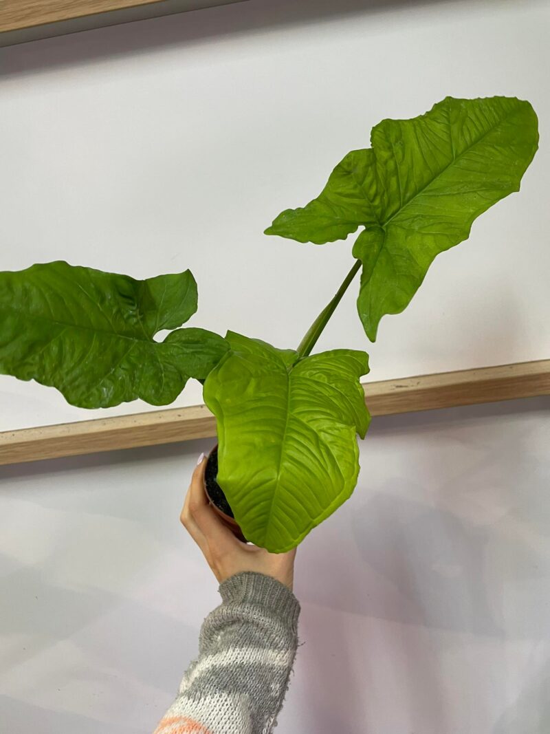 syngonium steyermarkii