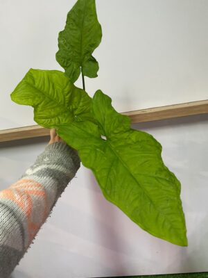 syngonium steyermarkii