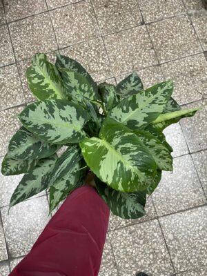 Schismatoglottis pusilla