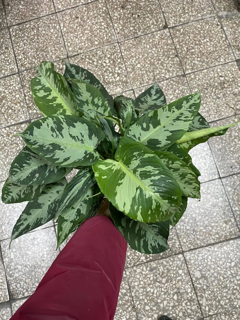 Schismatoglottis pusilla