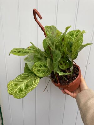 Maranta Light Veins