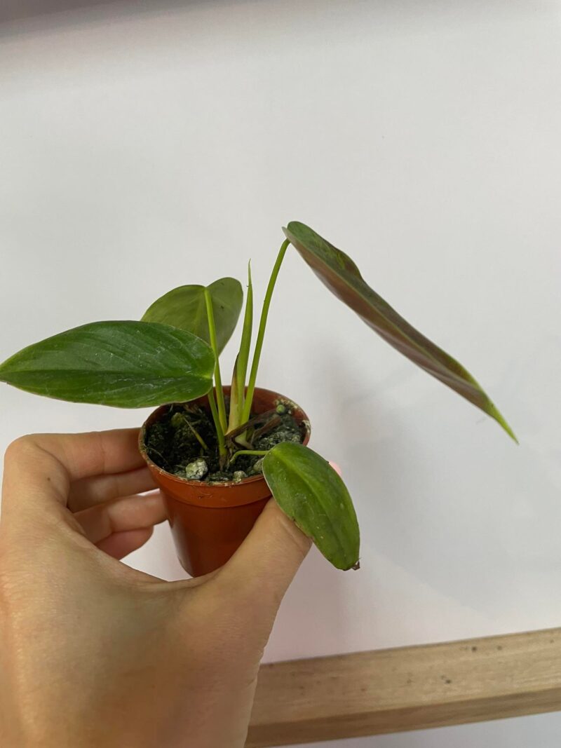 Philodendron Esmeraldense