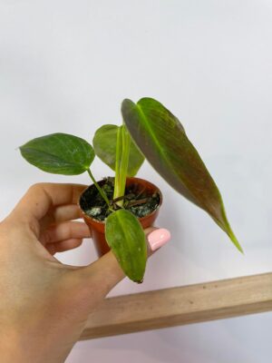 Philodendron Esmeraldense