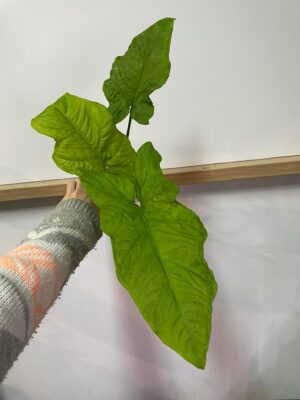 syngonium steyermarkii