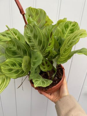 Maranta Light Veins