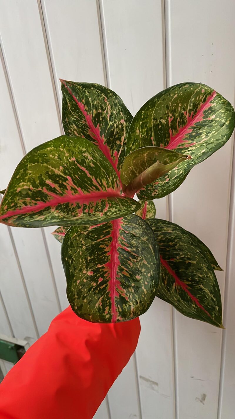 Aglaonema Paradise Red