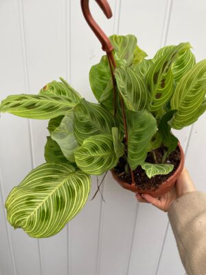Maranta Light Veins