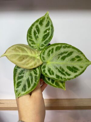 Anthurium Dorayaki x Silverblush