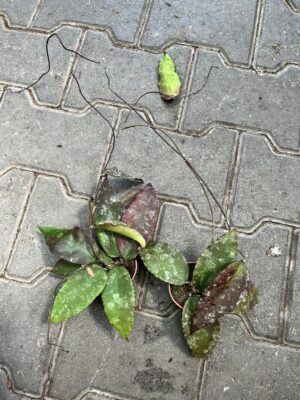 Hoya Caudata