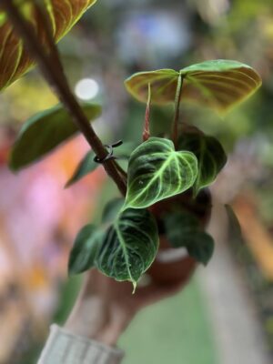 Philodendron rubrejuvenile ‘El Choco Red’