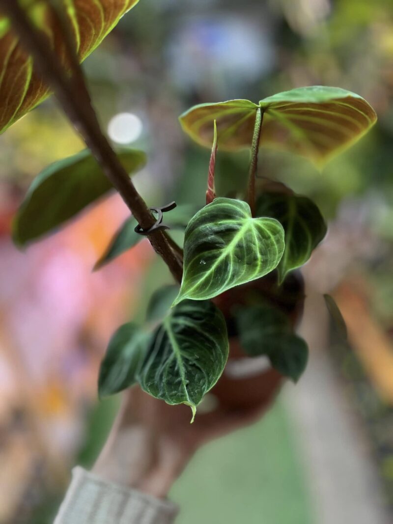 Philodendron rubrejuvenile ‘El Choco Red’