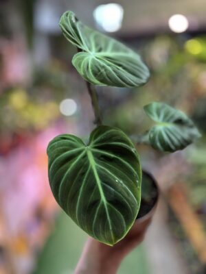 Philodendron rubrejuvenile ‘El Choco Red’