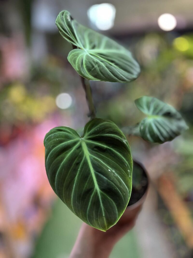 Philodendron rubrejuvenile ‘El Choco Red’