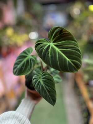 Philodendron rubrejuvenile ‘El Choco Red’