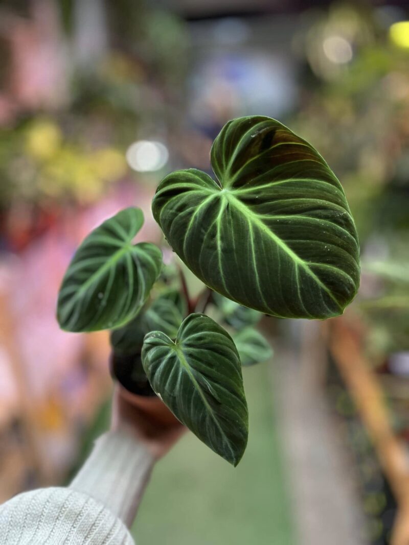 Philodendron rubrejuvenile ‘El Choco Red’