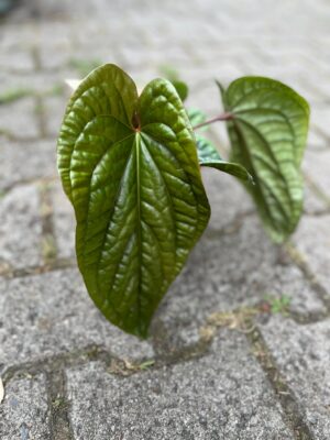 Anthurium Radicans x Luxurians