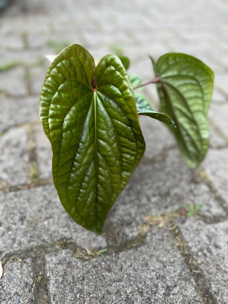 Anthurium Radicans x Luxurians