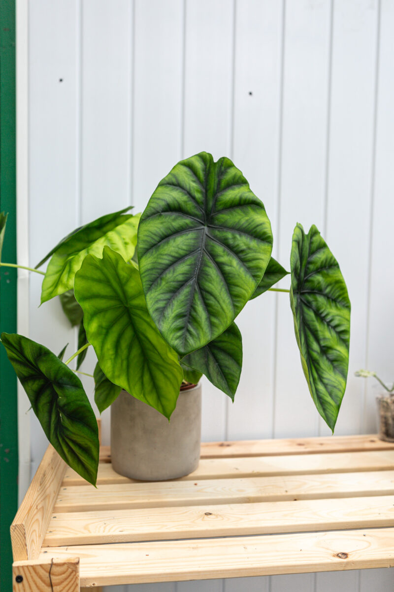 Alocasia Green Shield
