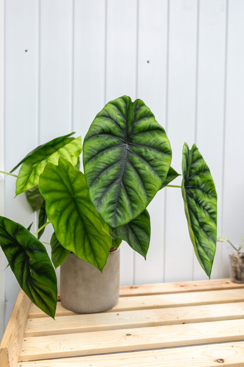 Alocasia Green Shield