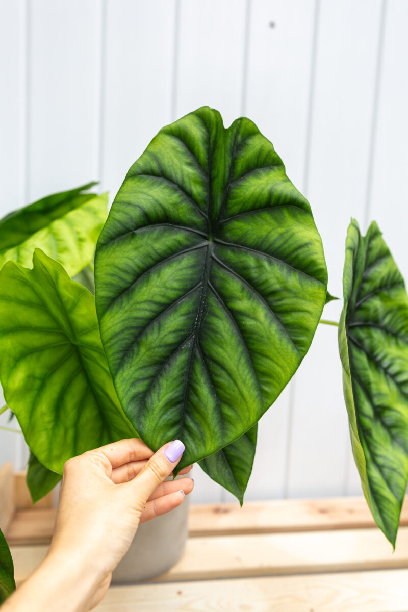 Alocasia Green Shield