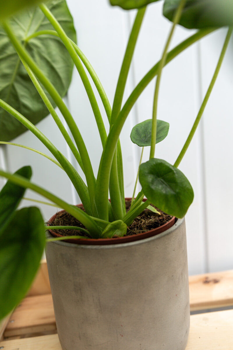 Alocasia Green Shield