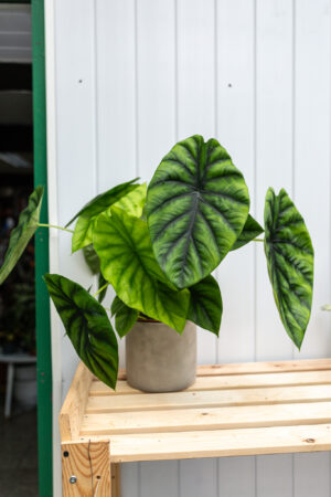 Alocasia Green Shield