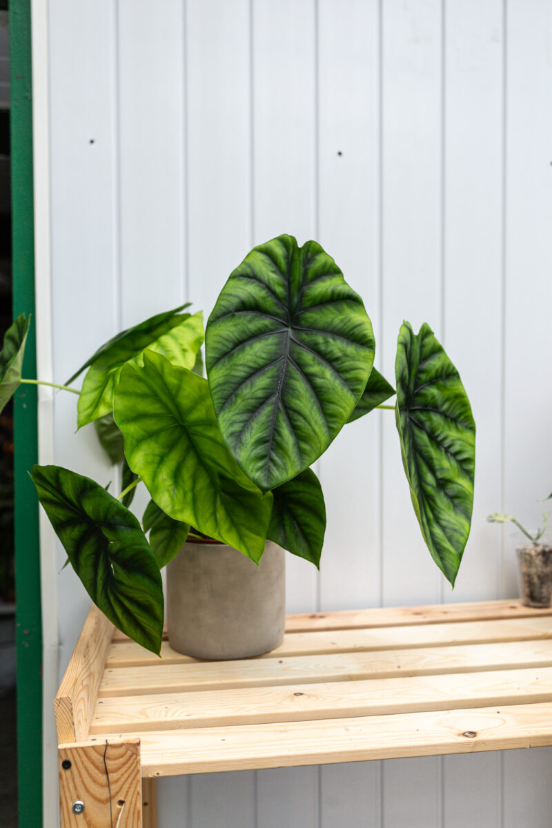 Alocasia Green Shield