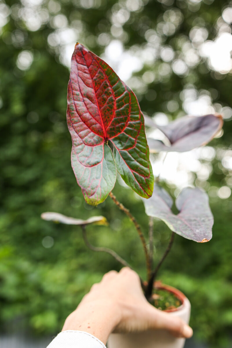Cyrtosperma Johnstonii