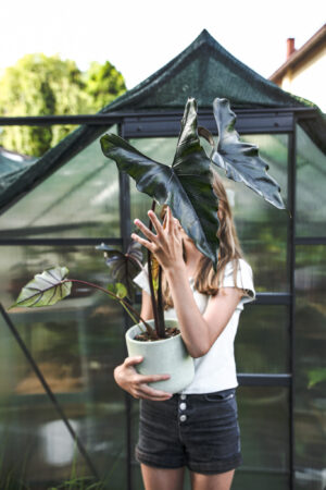 Alocasia Purple Cloak