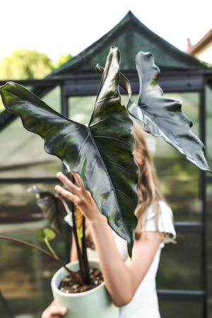 Alocasia Purple Cloak