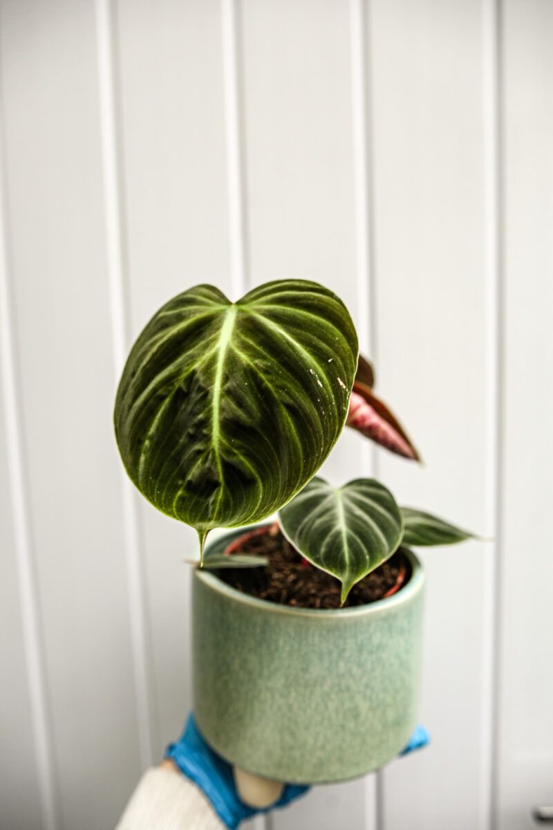 Philodendron rubrejuvenile ‘El Choco Red’