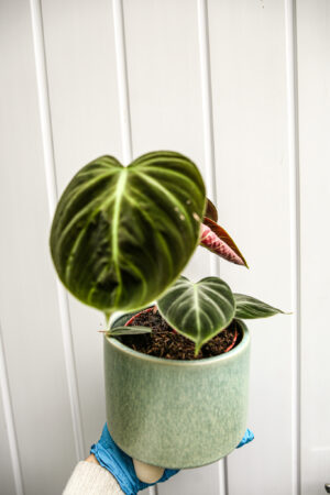 Philodendron rubrejuvenile ‘El Choco Red’