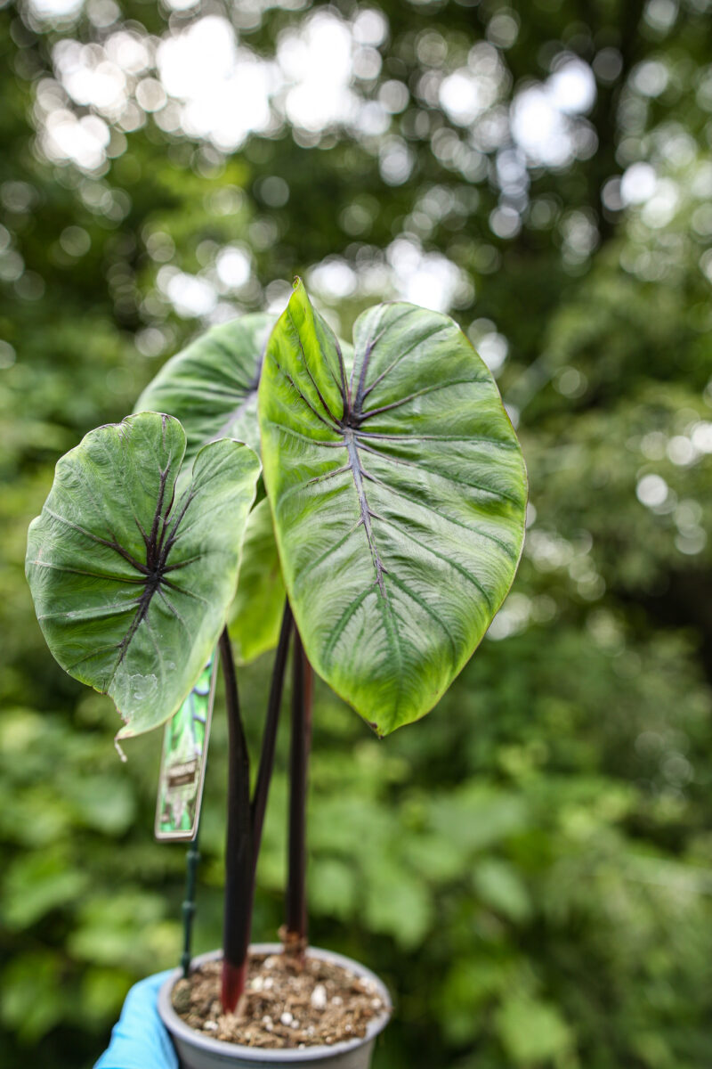 Colocasia Pharaoh’s Mask
