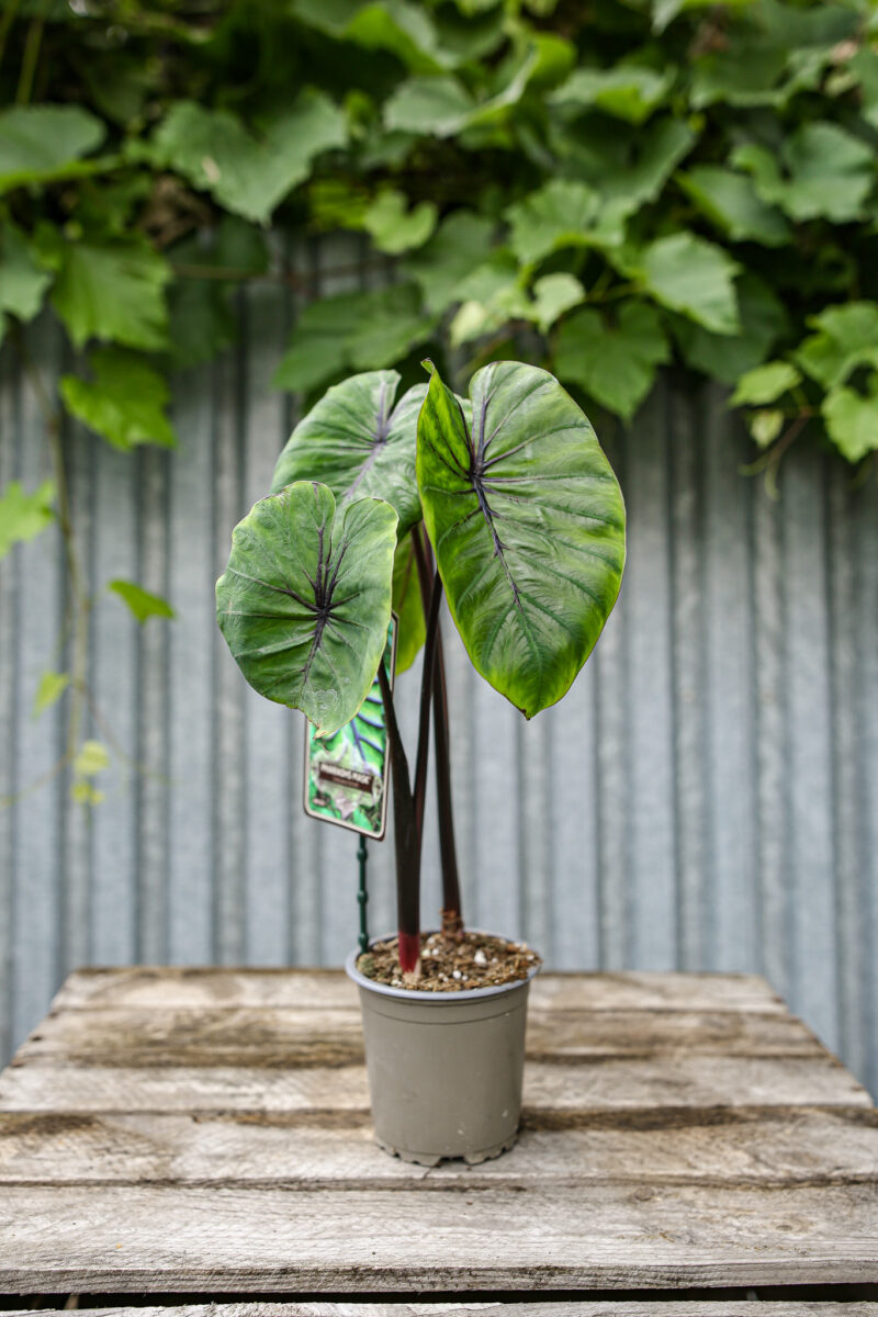 Colocasia Pharaoh’s Mask