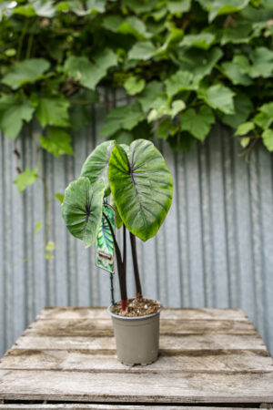Colocasia Pharaoh’s Mask