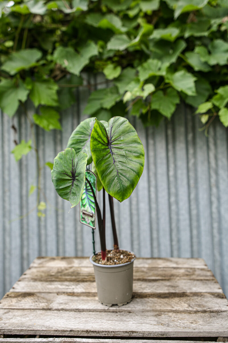 Colocasia Pharaoh’s Mask