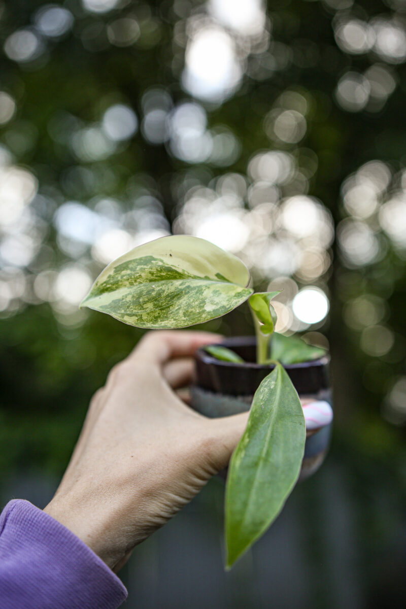 Philodendron Burle Marx Variegata