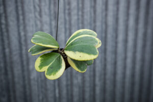Hoya Kerri Variegata M
