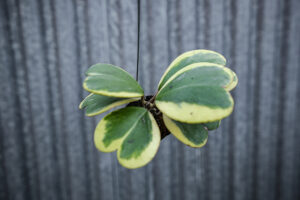 Hoya Kerri Variegata M